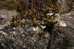 Leptactina benguelensis