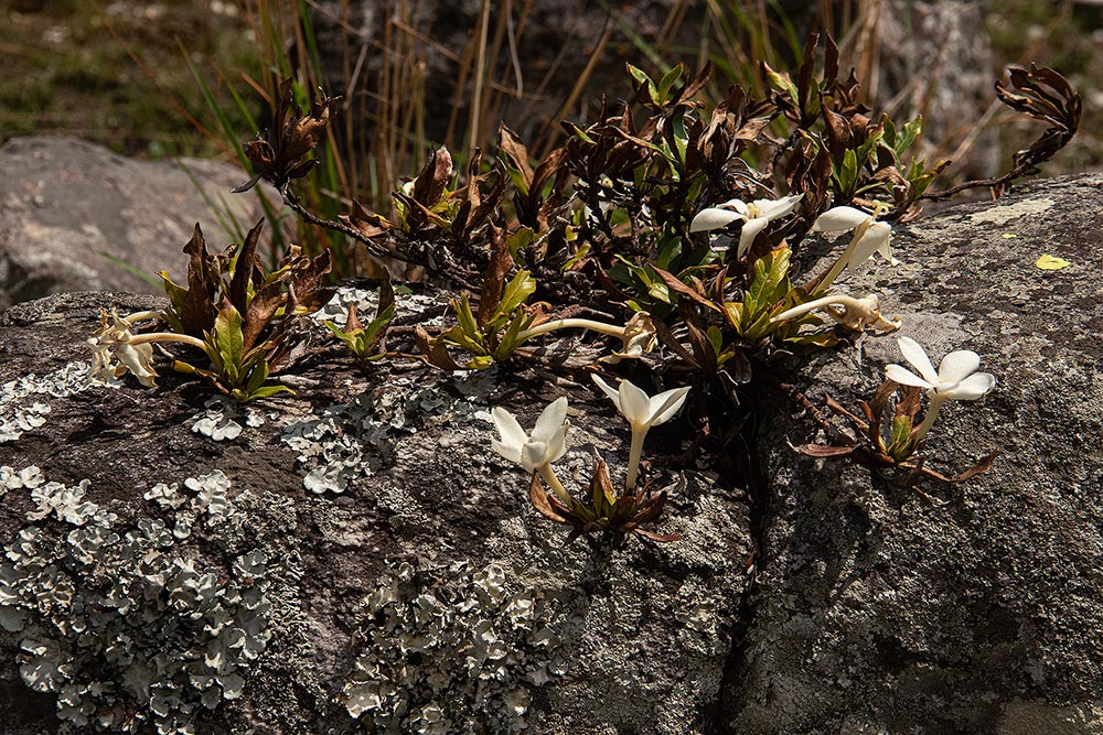 Leptactina benguelensis