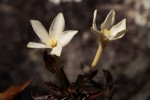 Leptactina benguelensis
