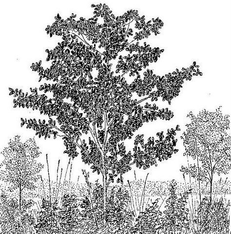Gardenia imperialis subsp. imperialis
