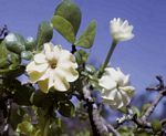 Gardenia ternifolia subsp. jovis-tonantis var. goetzei