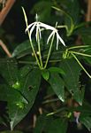 Oxyanthus goetzei