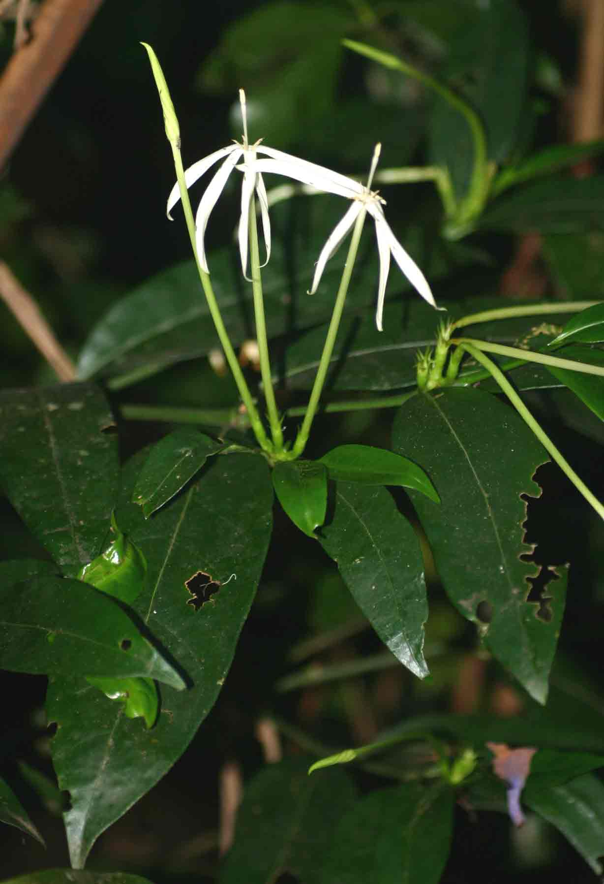 Oxyanthus goetzei