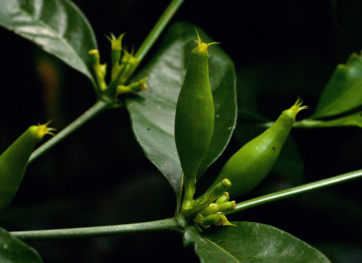 Oxyanthus goetzei