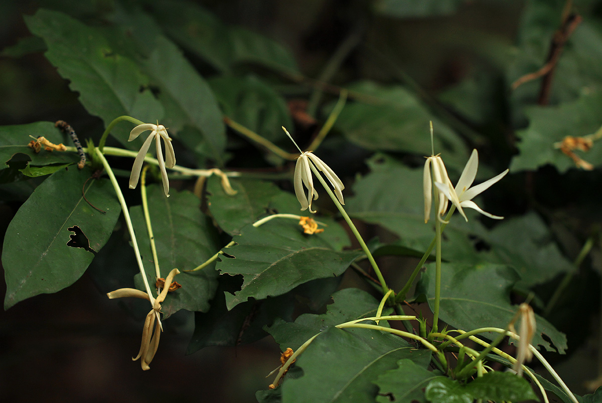 Oxyanthus goetzei