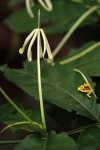 Oxyanthus goetzei