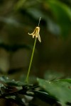 Oxyanthus goetzei