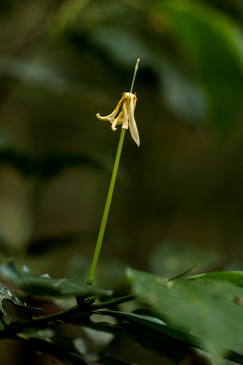 Oxyanthus goetzei