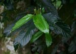 Oxyanthus speciosus subsp. stenocarpus