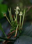 Oxyanthus speciosus subsp. stenocarpus