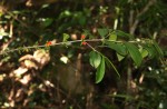 Tricalysia pallens
