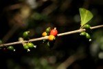 Tricalysia pallens