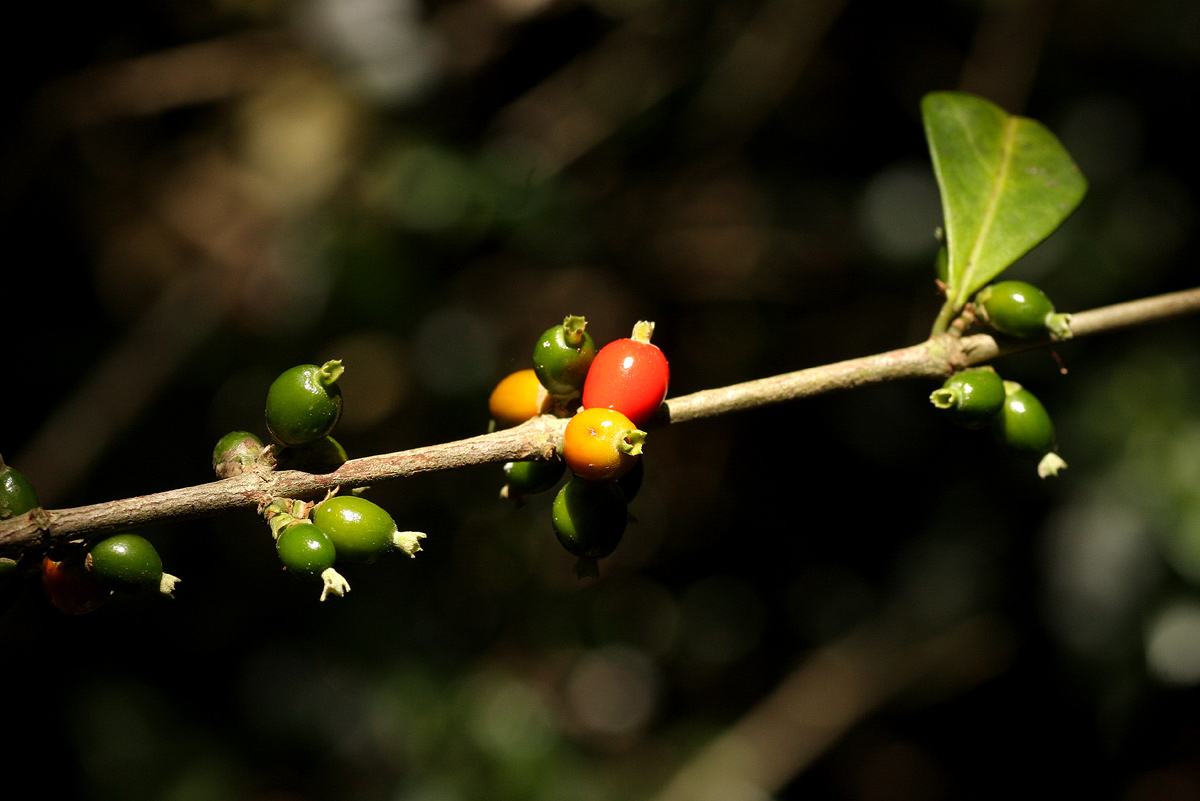 Tricalysia pallens