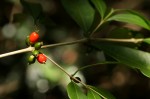 Tricalysia pallens