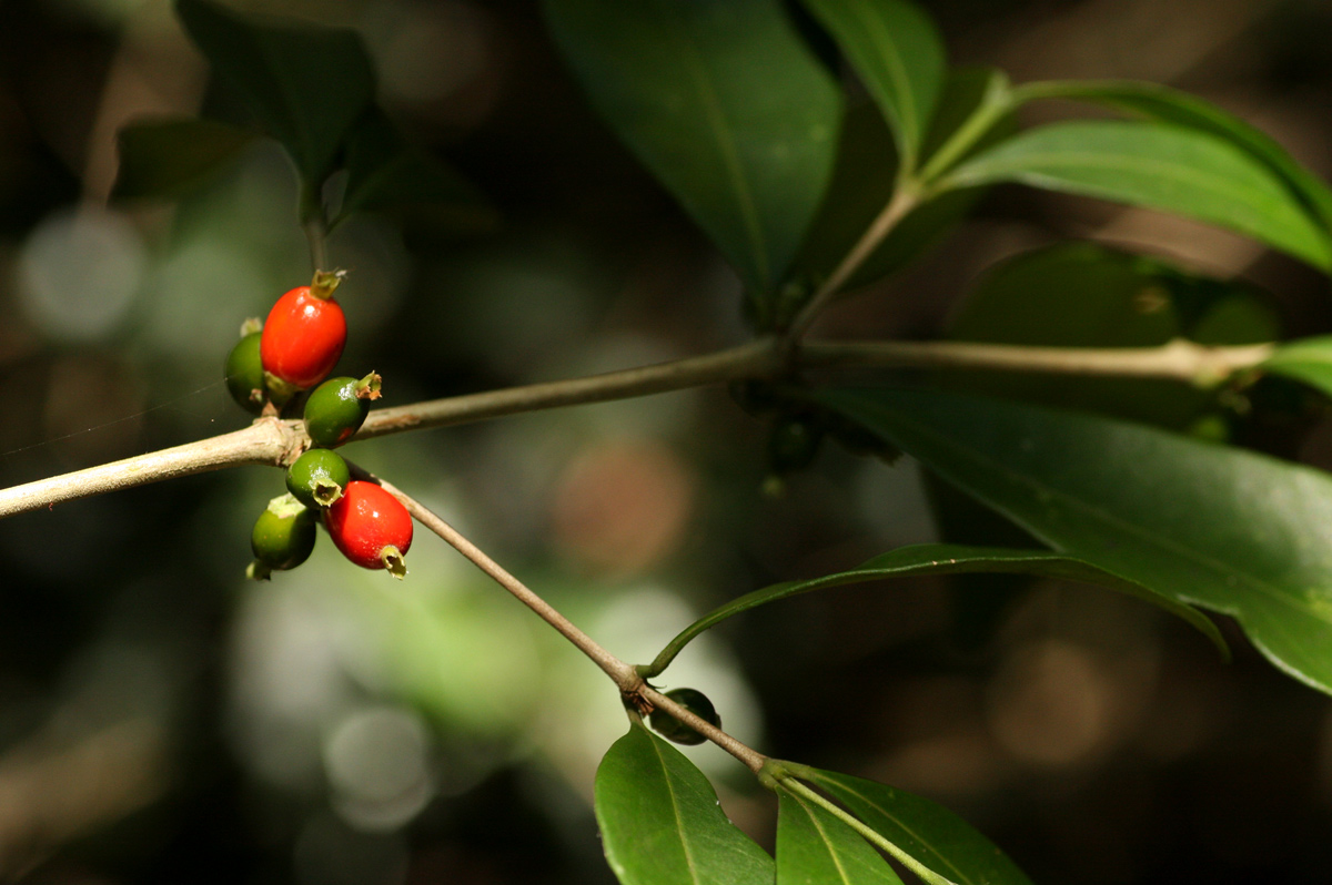 Tricalysia pallens