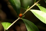 Tricalysia pallens