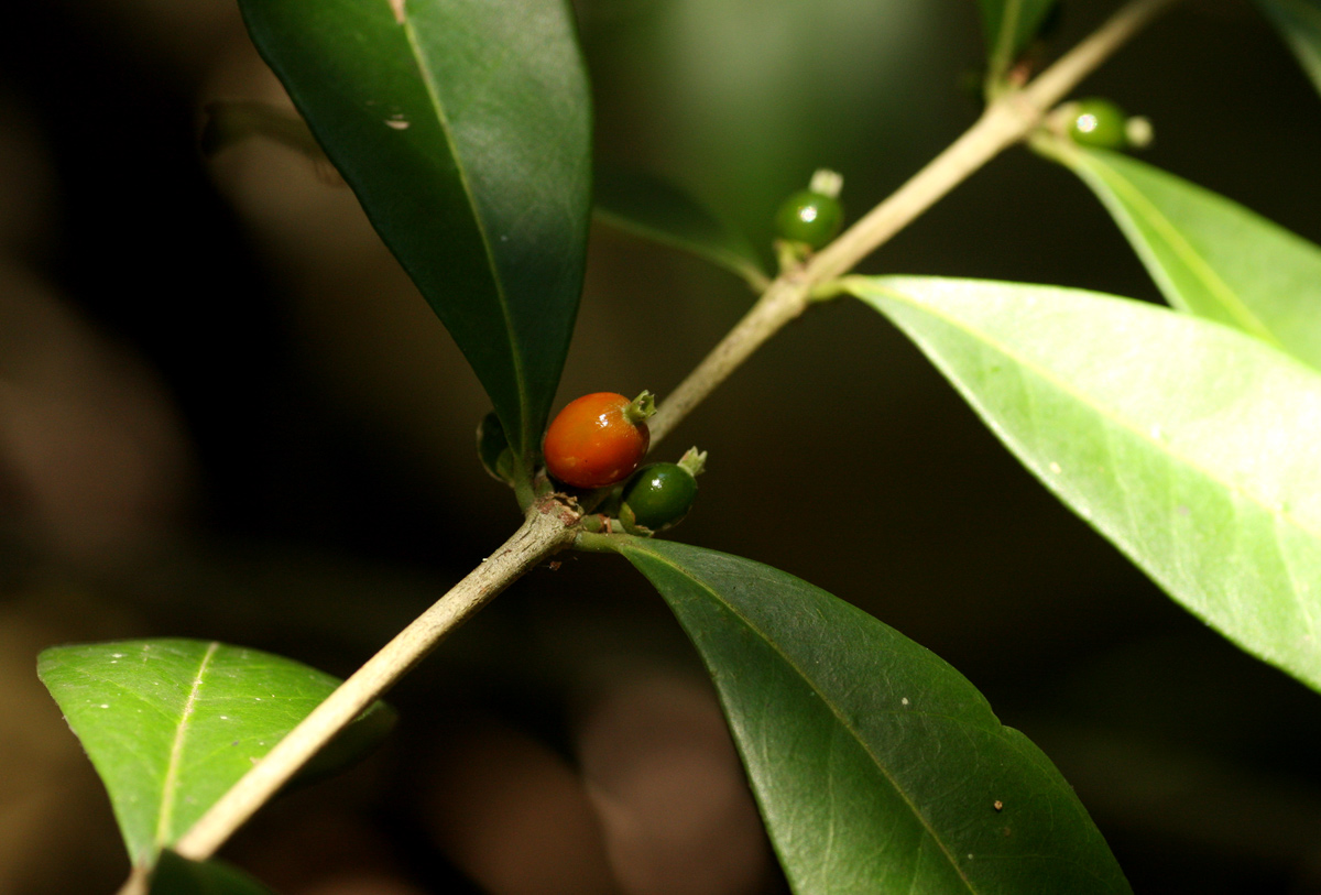 Tricalysia pallens