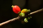 Tricalysia pallens