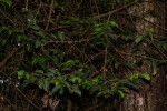 Tricalysia pallens