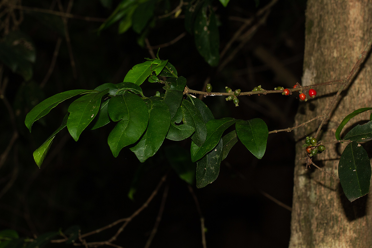 Tricalysia pallens