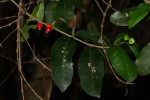 Tricalysia pallens