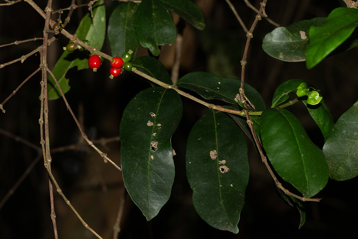 Tricalysia pallens
