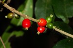 Tricalysia pallens