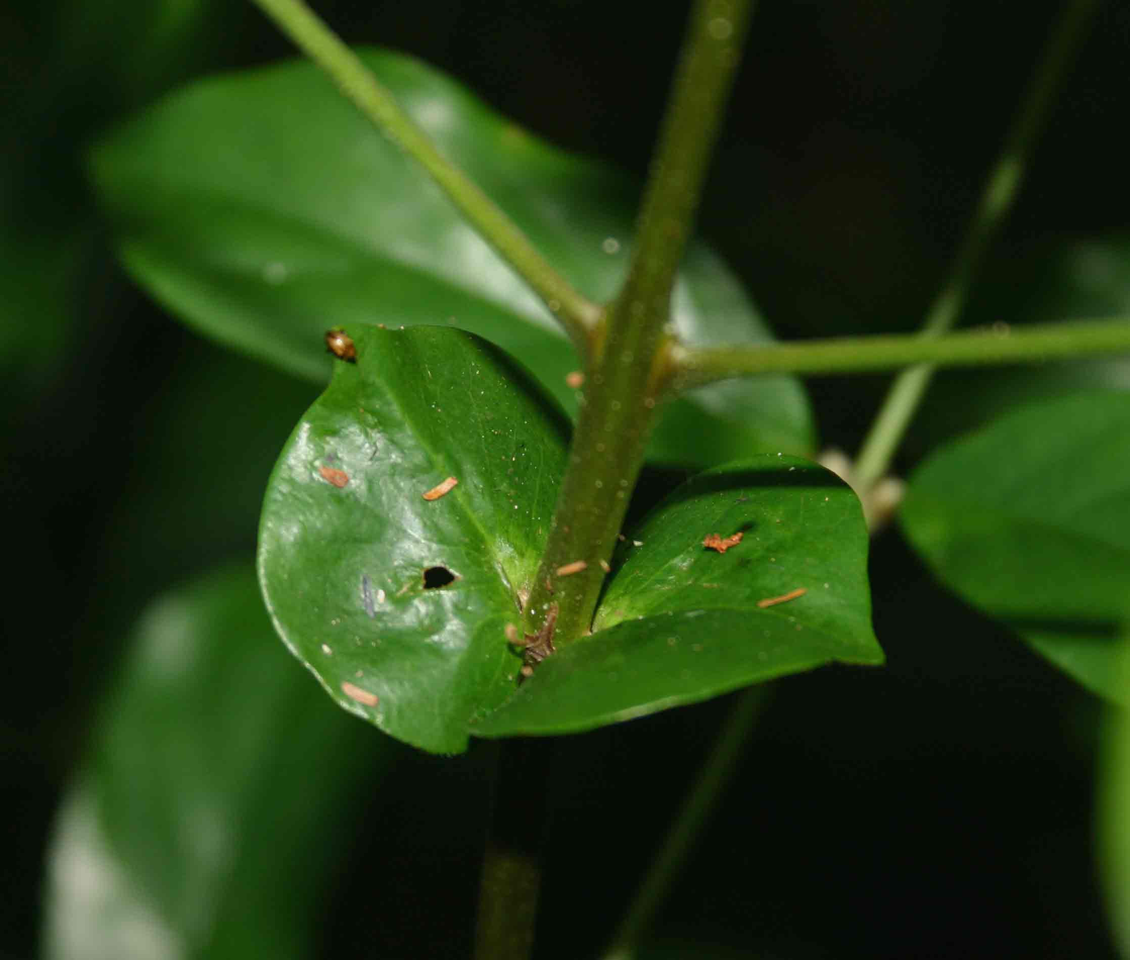 Cremaspora triflora subsp. triflora