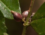 Cremaspora triflora subsp. triflora
