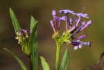 Pentanisia schweinfurthii