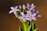 Pentanisia schweinfurthii