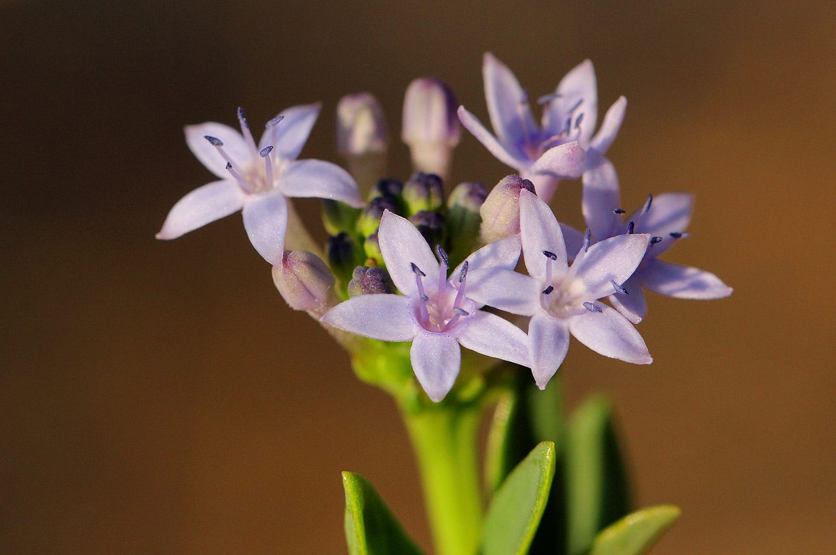 Pentanisia schweinfurthii