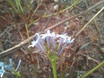 Pentanisia schweinfurthii