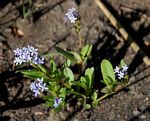 Pentanisia schweinfurthii