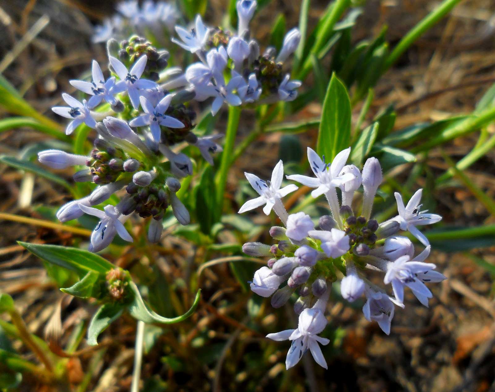 Pentanisia schweinfurthii