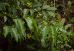 Vangueria apiculata