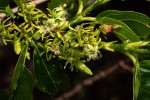 Vangueria apiculata