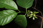Vangueria apiculata