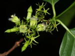 Vangueria apiculata