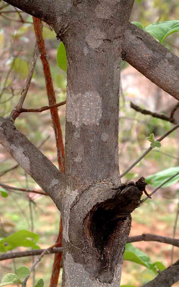 Afrocanthium lactescens