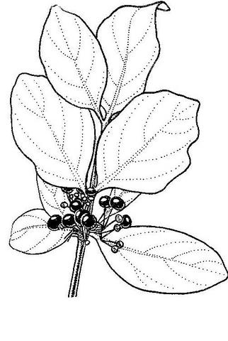 Psydrax livida
