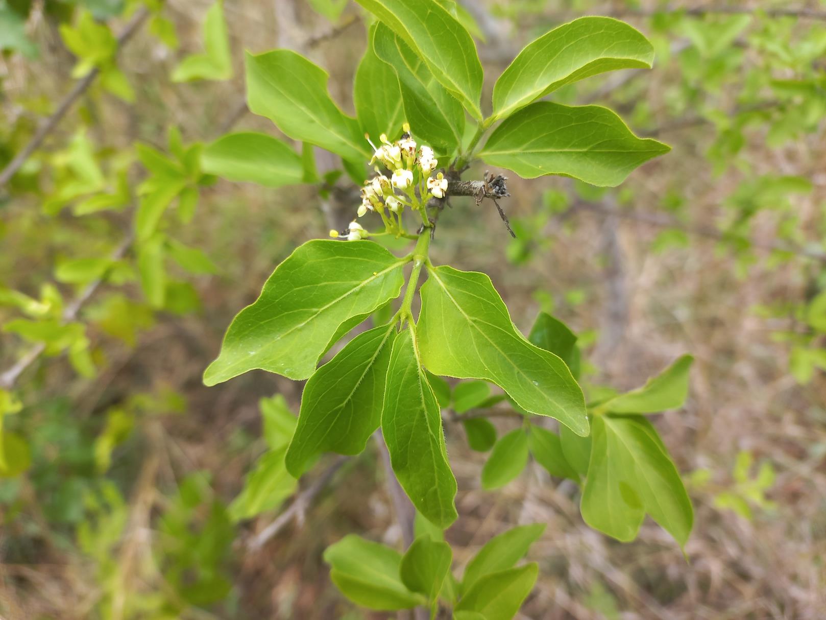 Psydrax livida