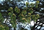 Keetia venosa