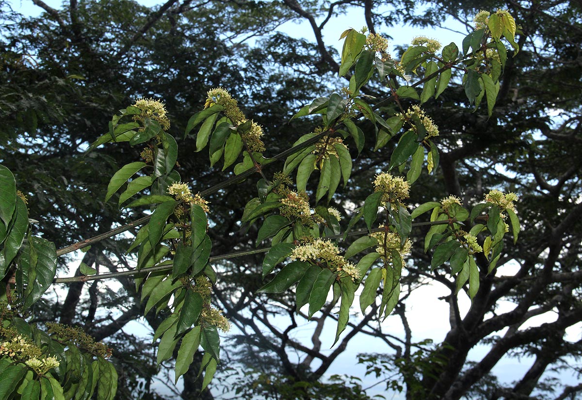 Keetia venosa