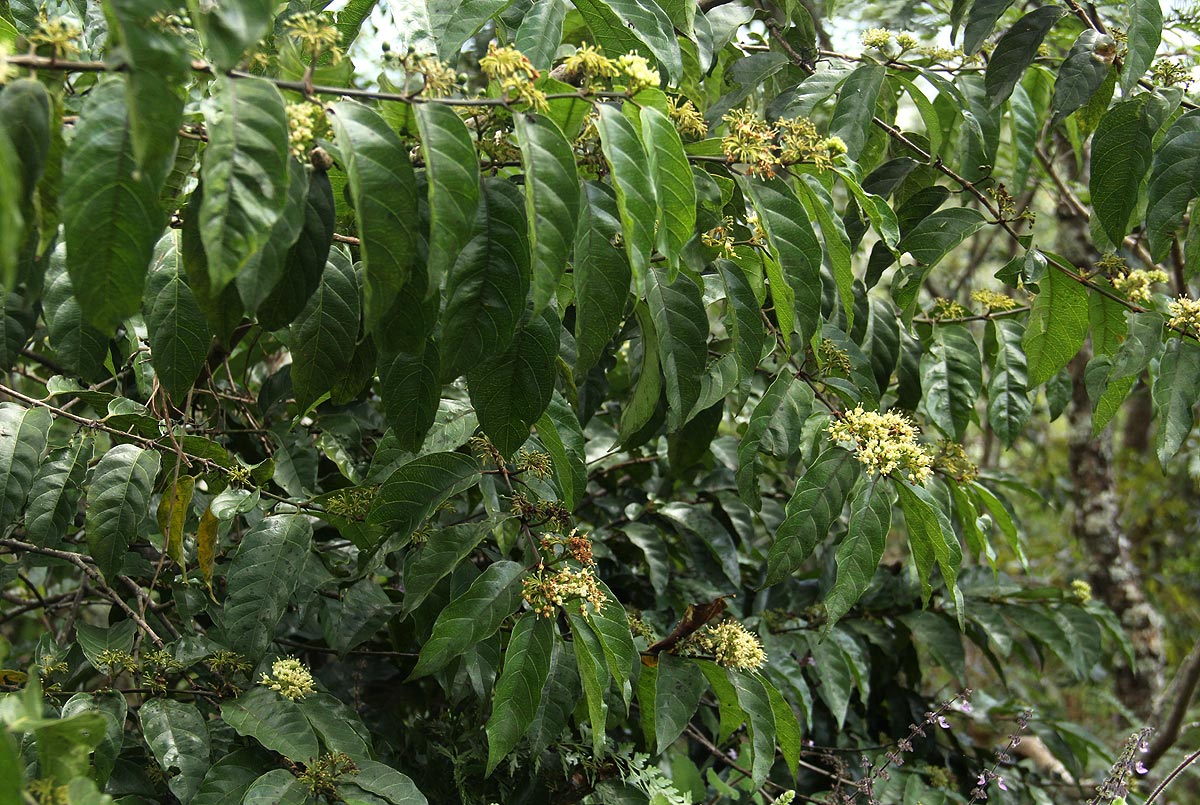Keetia venosa