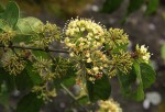 Keetia venosa