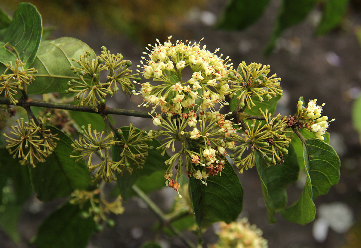 Keetia venosa