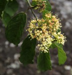 Keetia venosa
