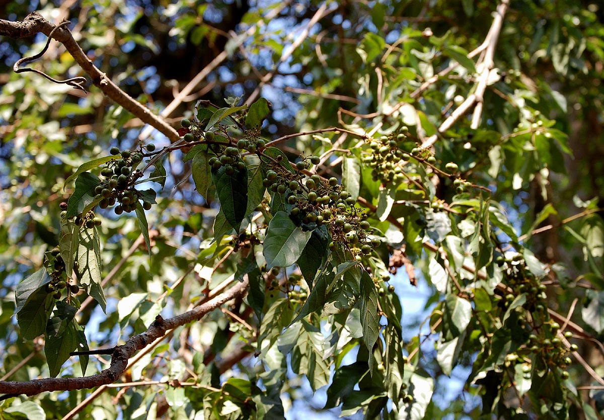 Keetia venosa