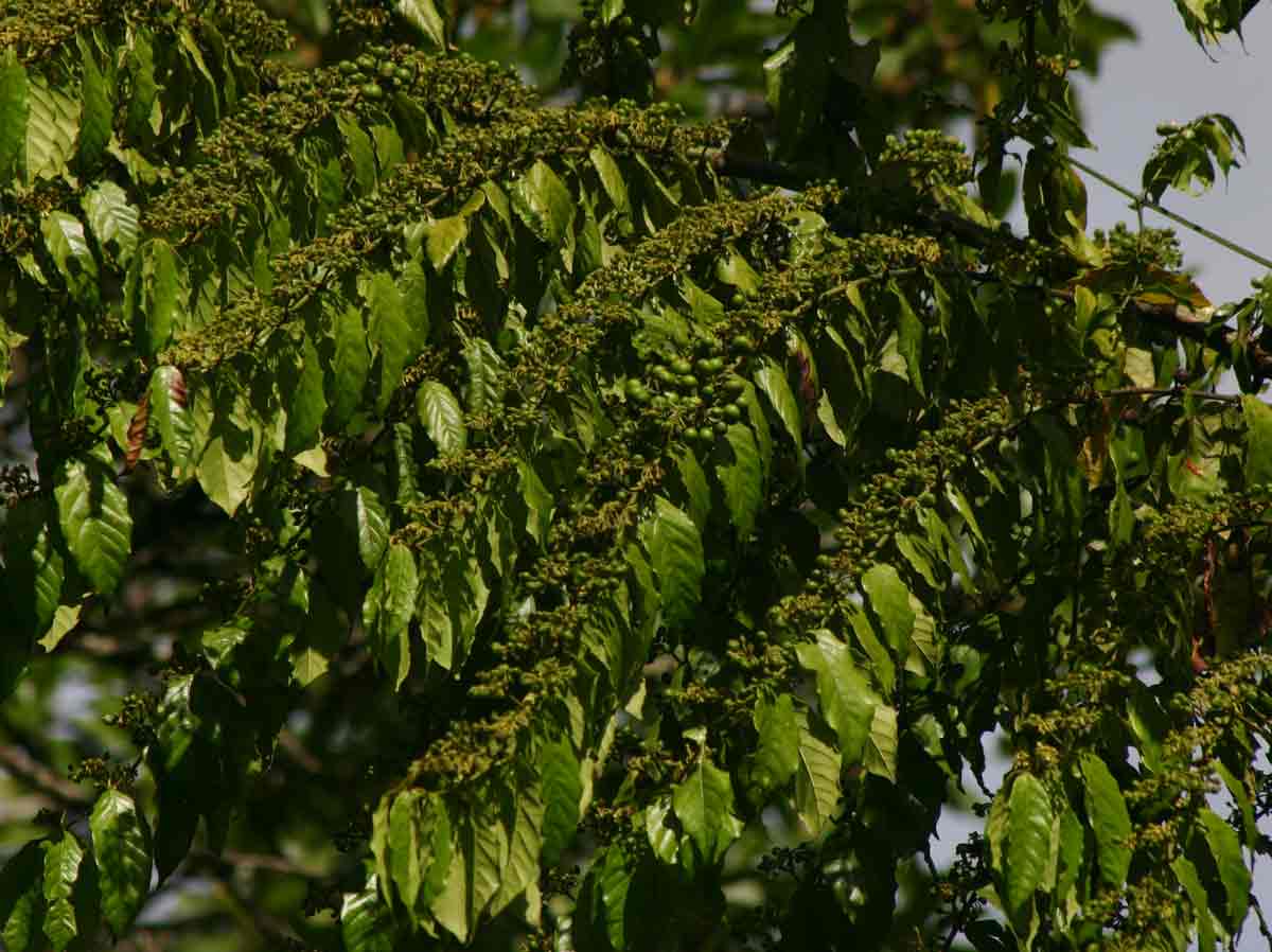 Keetia venosa